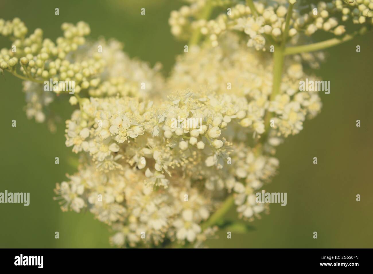 Filipendula ulmaria, Meadowsweet, Regina del Prato. Bianchi grappoli di fiori di madowSweet in luce del sole dorato del mattino. Foto Stock