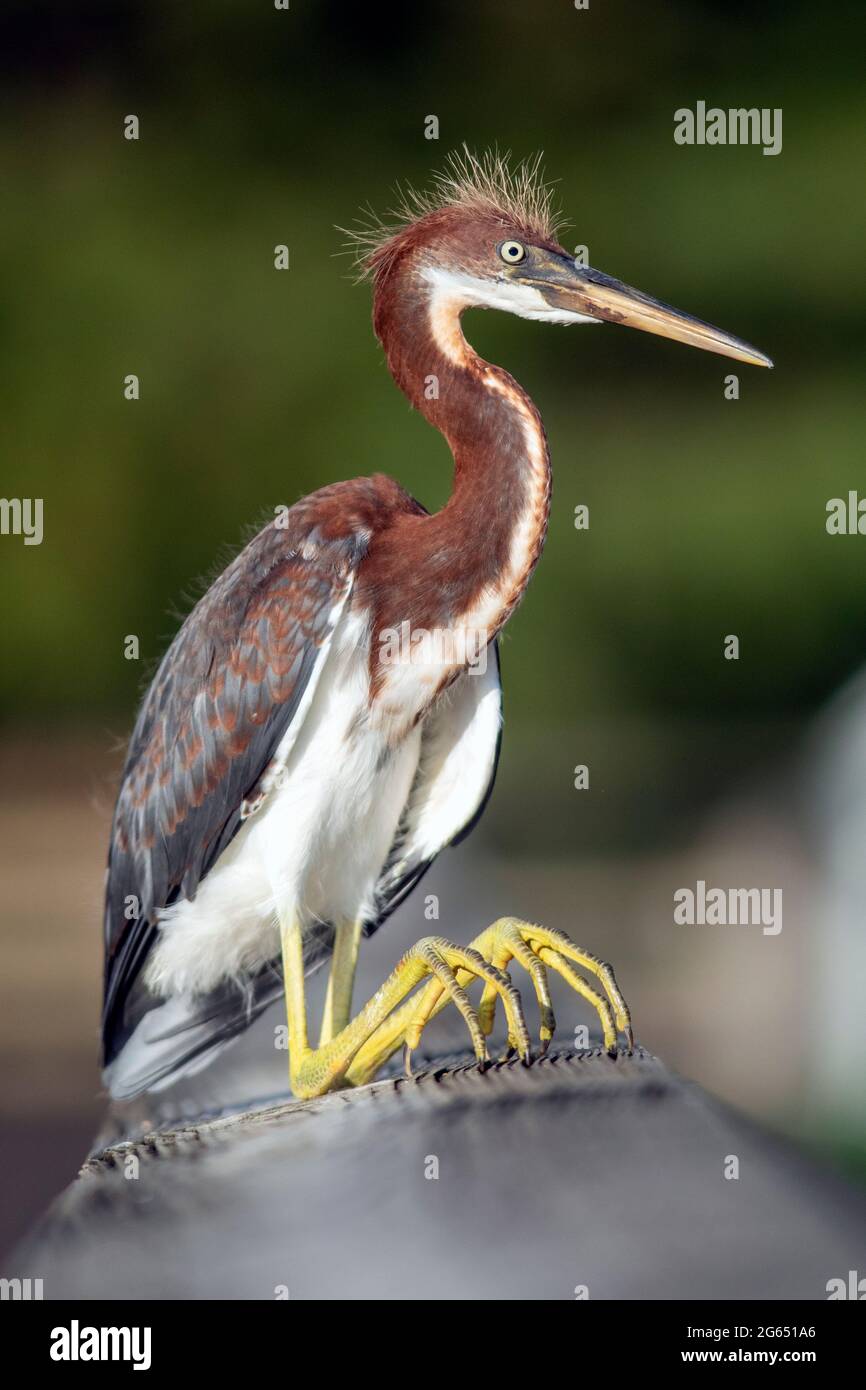 Giovane airone tricolore (Egretta tricolore) seduto stranamente sulla passerella - Wakodahatchee Wetlands, Delray Beach, Florida, USA Foto Stock