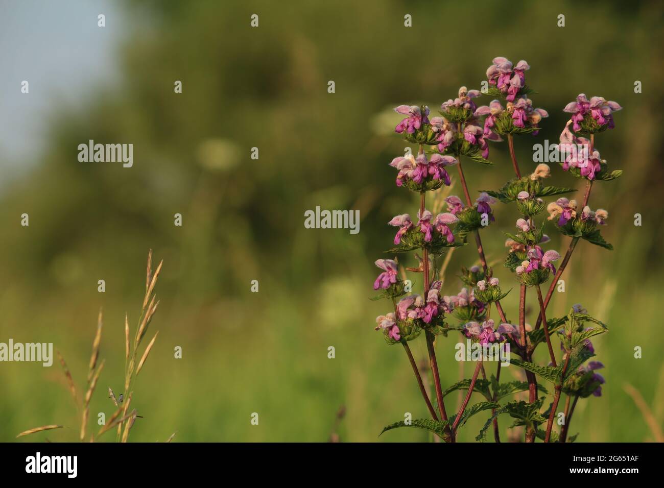 Phlomoides tuberosa, Tuberous Gerusalemme salvia. Fiori selvatici viola rosa su un prato verde estivo illuminato dalla luce della sera. Sfondo naturale rosa. Foto Stock