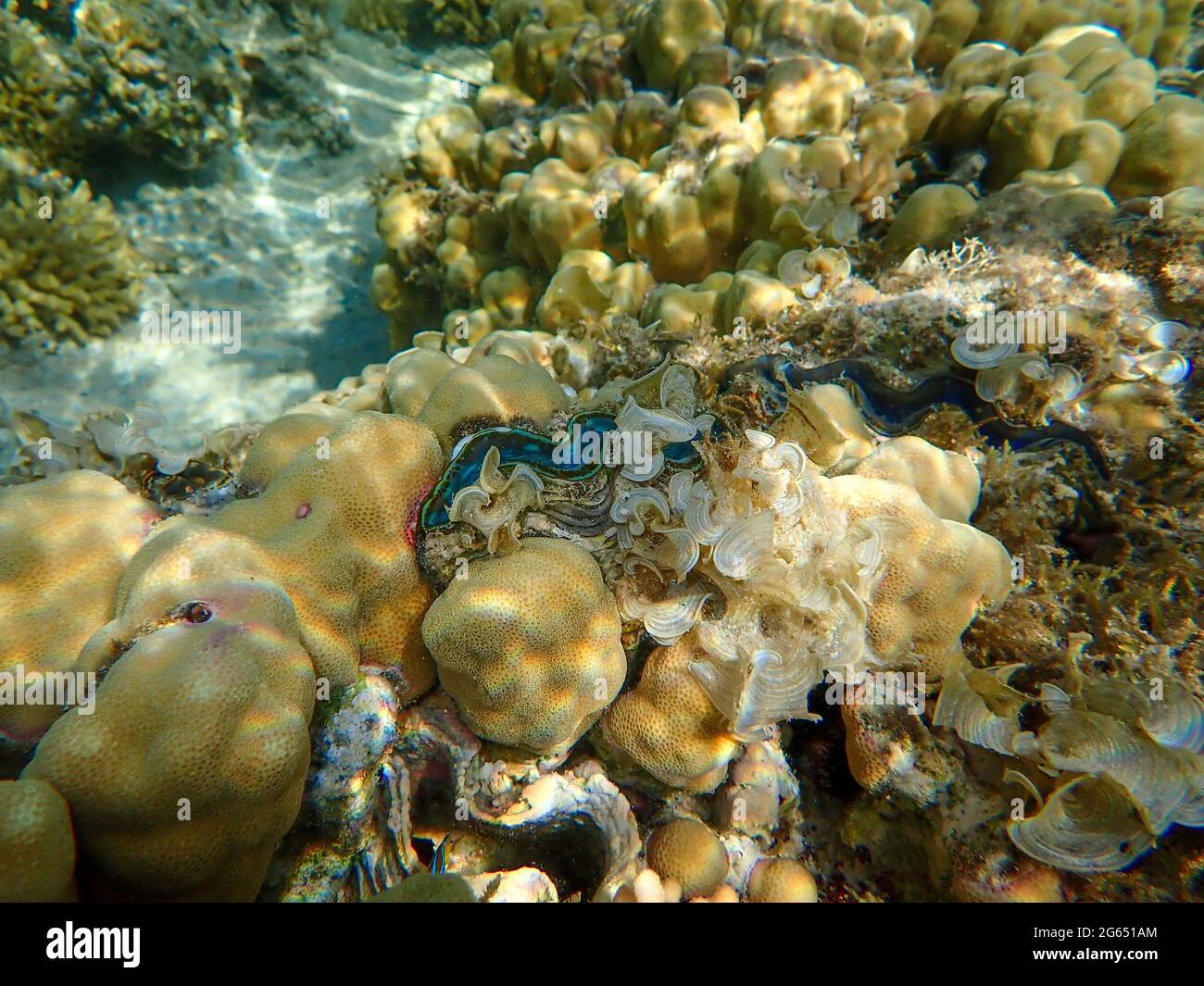 Foto subacquee della bellissima barriera corallina Foto Stock