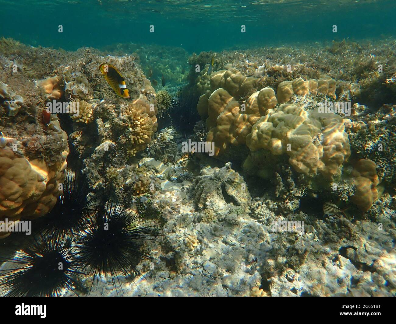 Foto subacquee della bellissima barriera corallina Foto Stock
