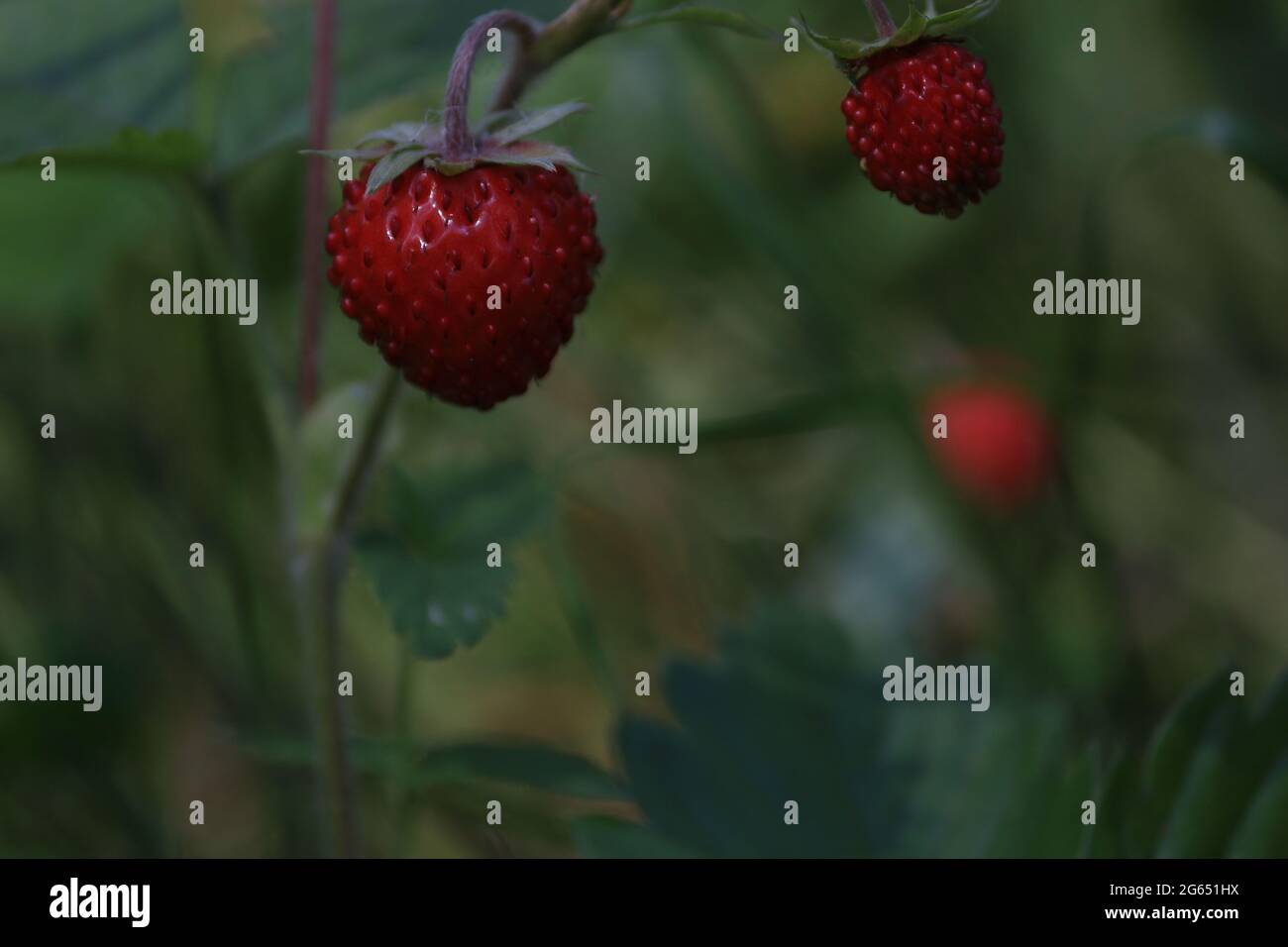 Fragaria vesca, fragola europea, fragola di legno. Cespuglio di fragole selvatiche con bacche rosse lucide e mature su sfondo verde. Primo piano con bacche rosse mature. Foto Stock