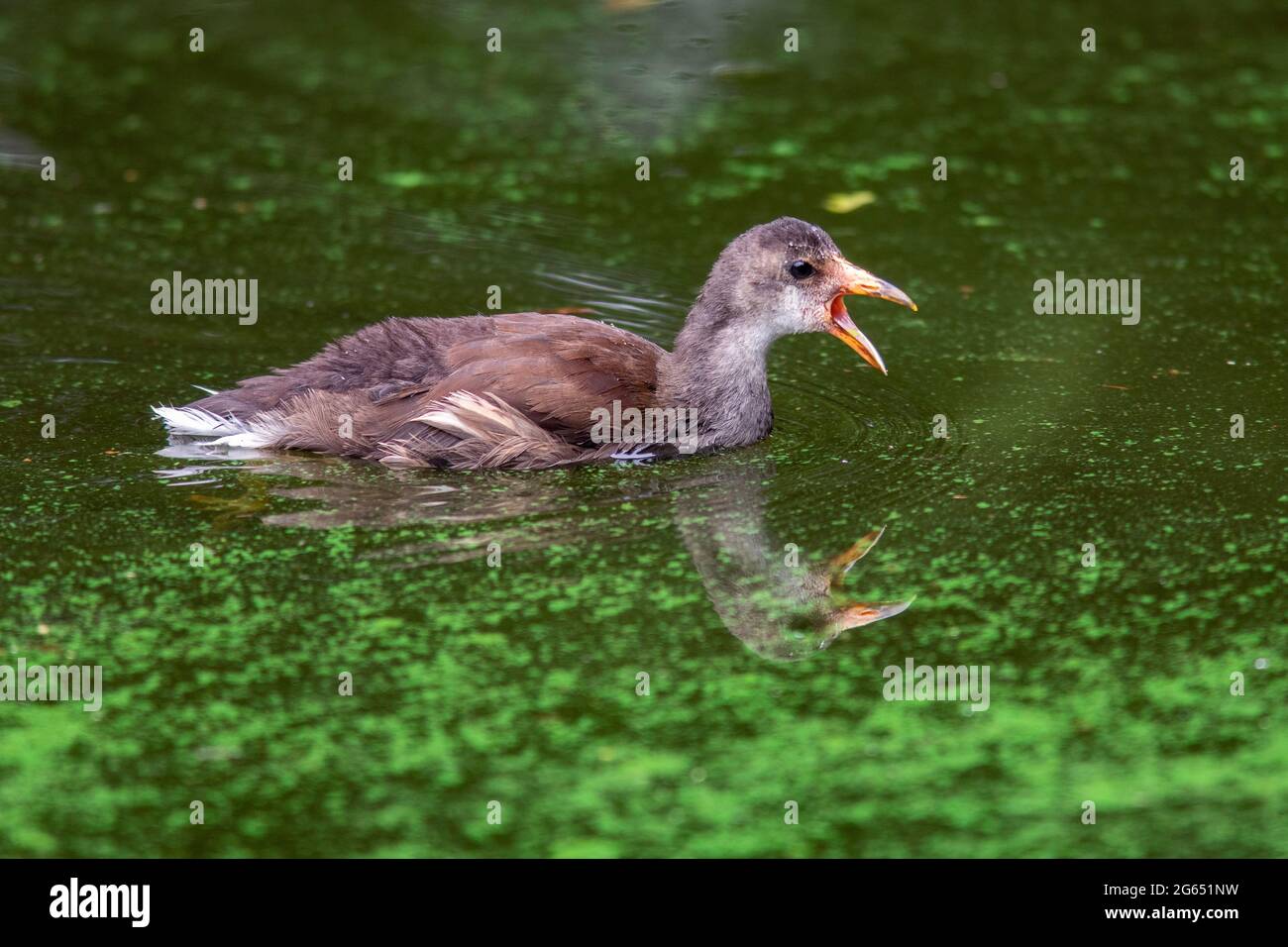 Moorhen comune giovanile (Gallinula chloropus) - Green Cay Wetlands, Boynton Beach, Florida, Stati Uniti Foto Stock