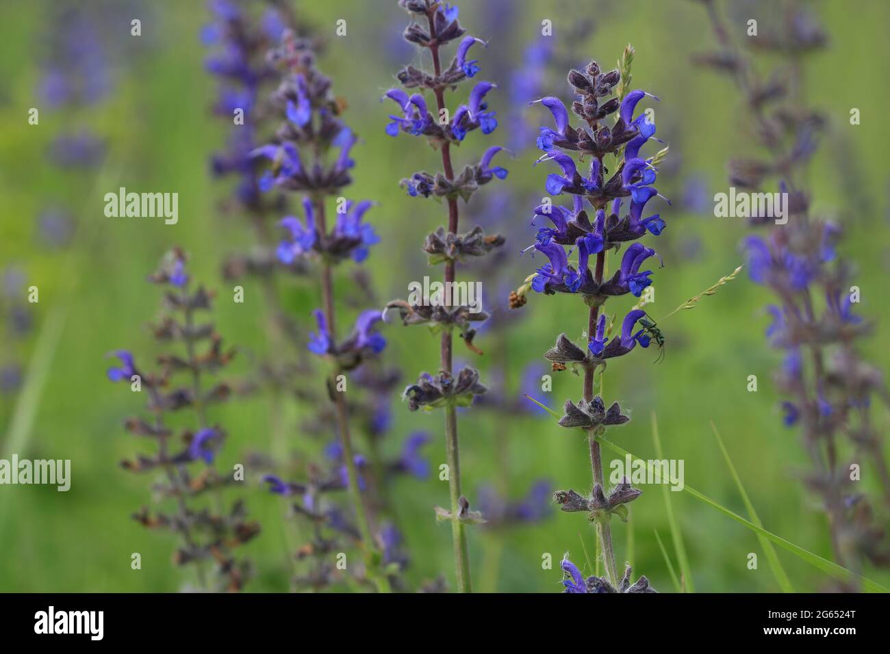 Salvia dumetorum. Fiori di salvia blu nel prato. Il prato fiorisce di salvia. Messa a fuoco selettiva. Sfondo floreale blu. Foto Stock