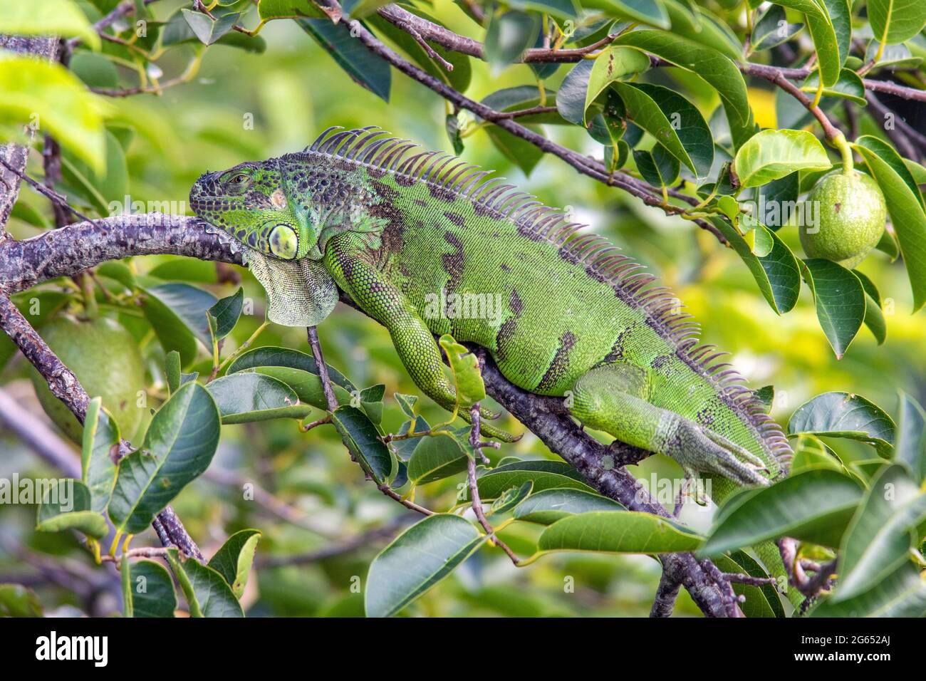 Verde (iguana Iguana iguana) - Wakodahatchee zone umide, Delray Beach, Florida, Stati Uniti d'America Foto Stock