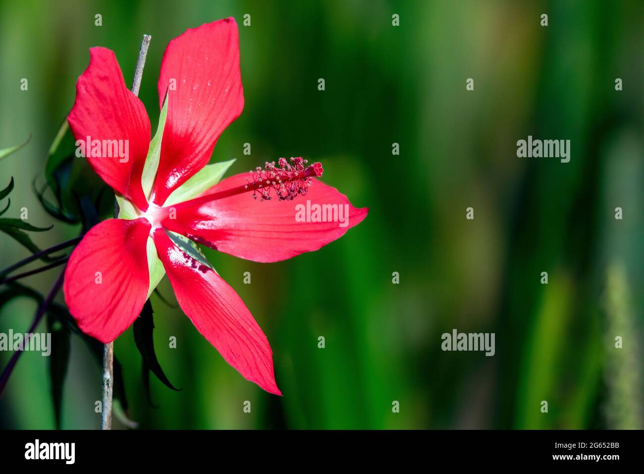 Rosemallow scarlatto (Hibiscus coccineus) o Swamp Hibiscus - Green Cay Wetlands, Boynton Beach, Florida, Stati Uniti Foto Stock