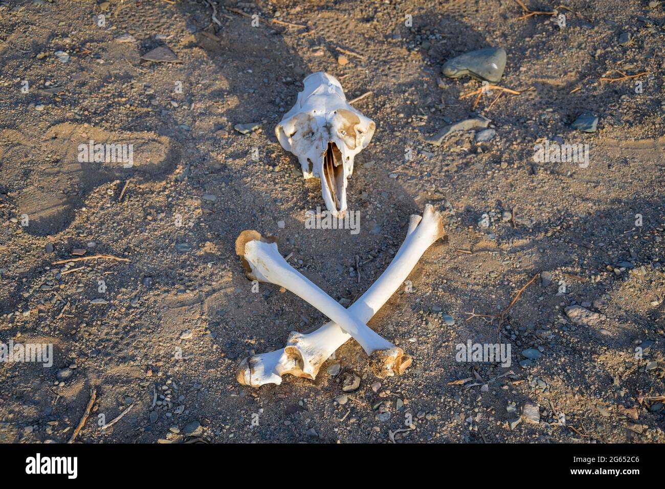 Cammello morto nel deserto egiziano Foto Stock