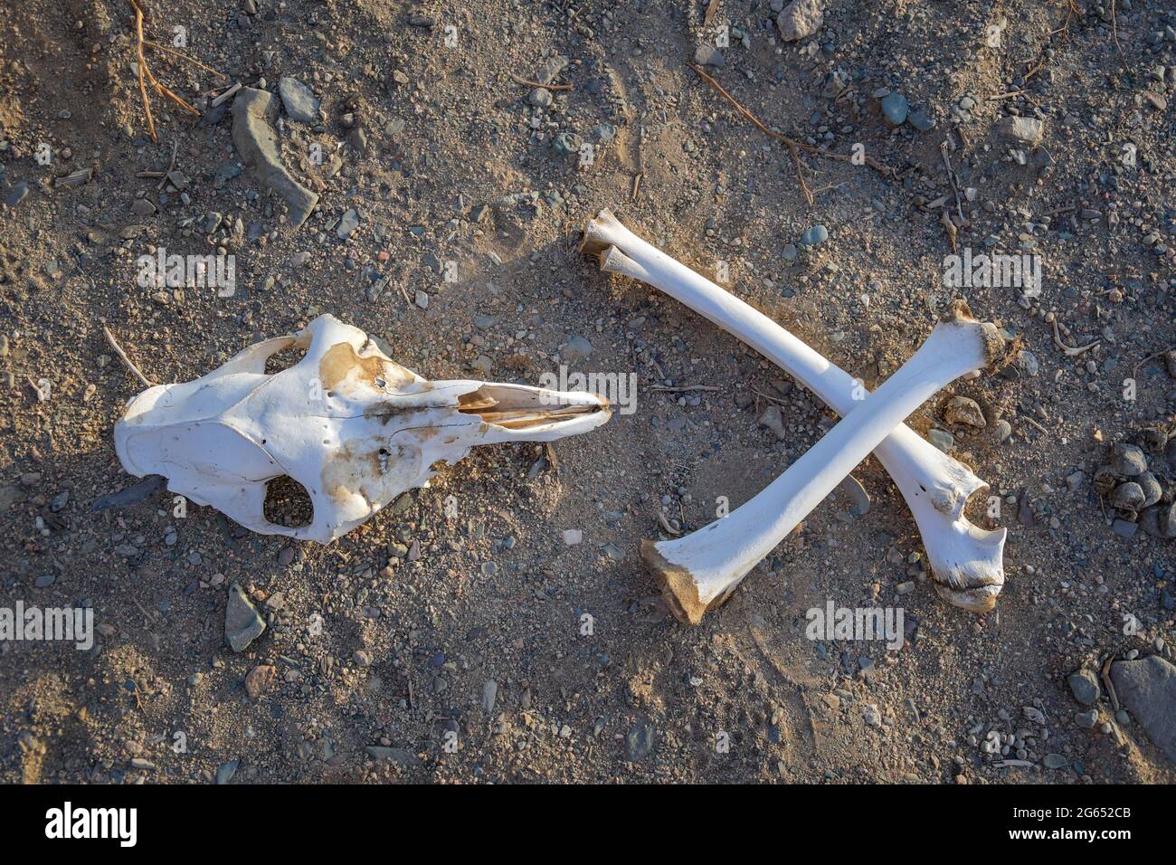 Cammello morto nel deserto egiziano Foto Stock