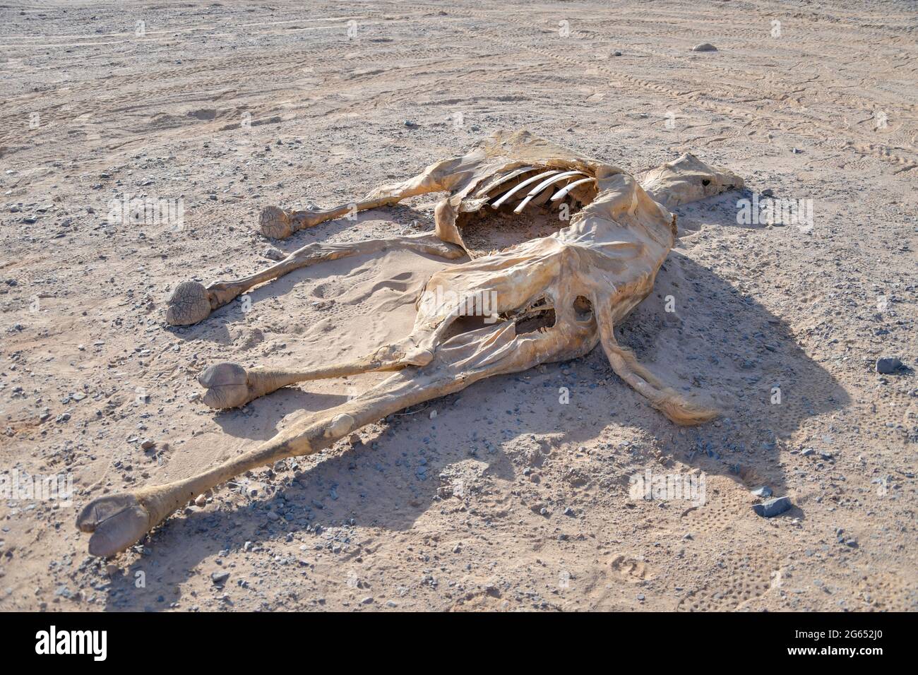 Cammello morto nel deserto egiziano Foto Stock