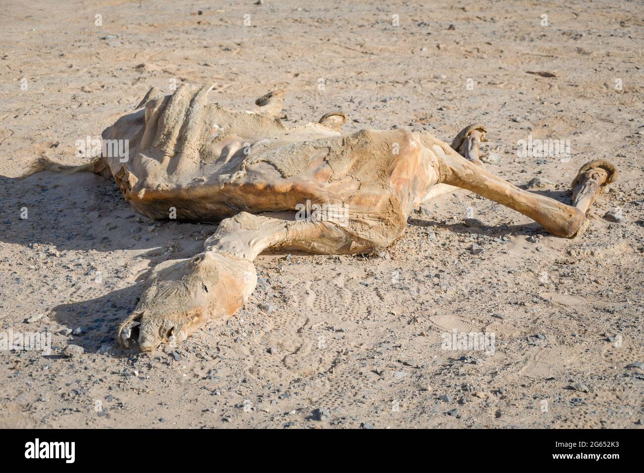 Cammello morto nel deserto egiziano Foto Stock