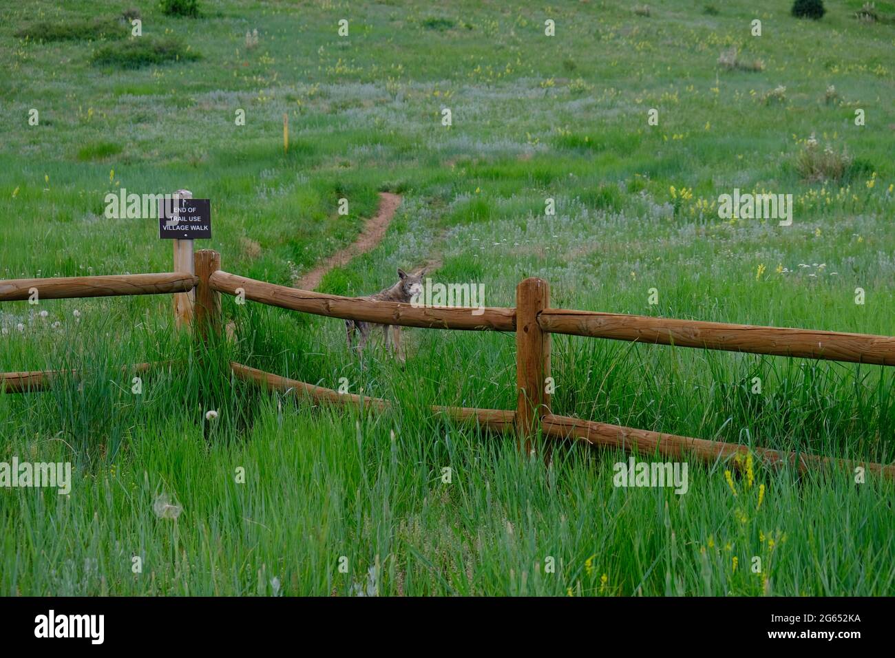 Coyote al Mount Vernon Cemetery al Matthews Winters Park in Golden Colorado Foto Stock