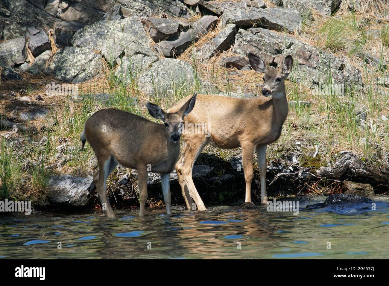 Mule cervi foraggio su Wild Horse Island, situato all'interno del lago Flathead, nel Montana occidentale Foto Stock