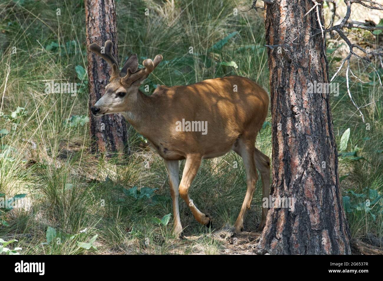 Mule cervi foraggio su Wild Horse Island, situato all'interno del lago Flathead, nel Montana occidentale Foto Stock
