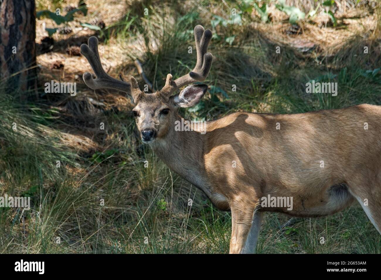 Mule cervi foraggio su Wild Horse Island, situato all'interno del lago Flathead, nel Montana occidentale Foto Stock