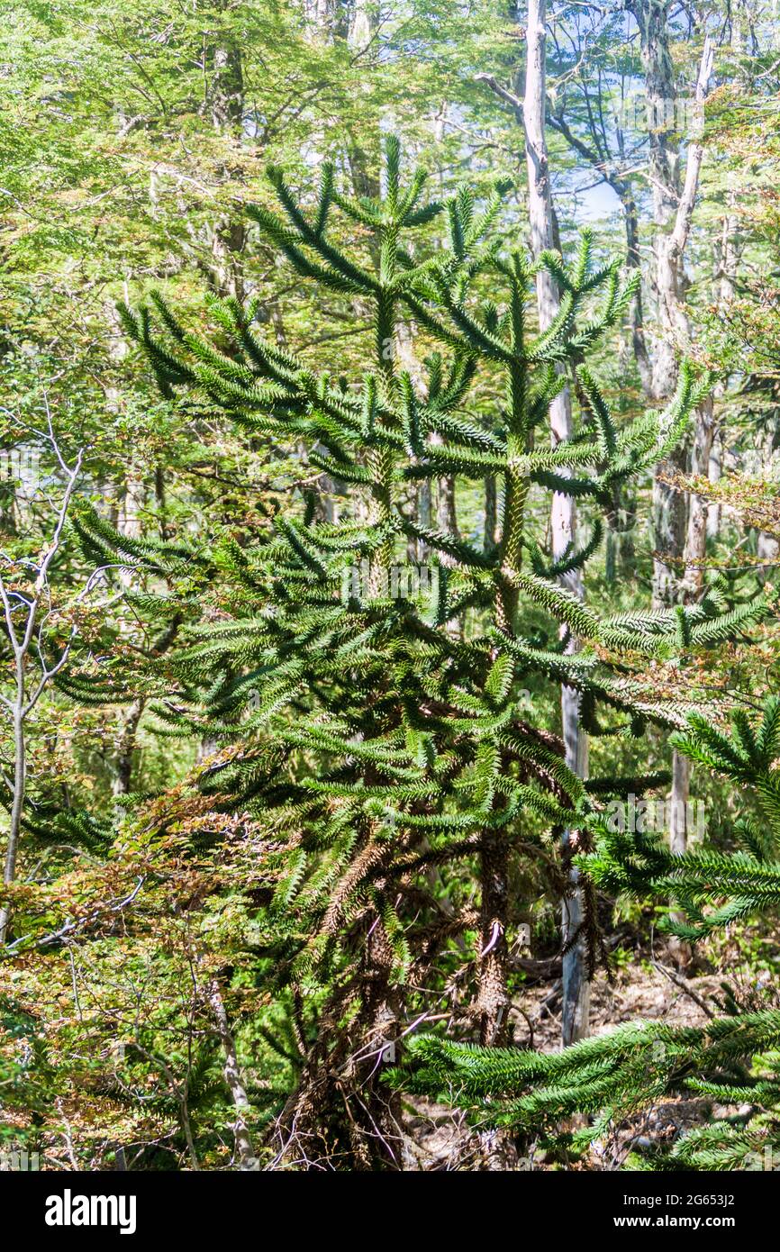 Araucaria nel Parco Nazionale Huerquehue, Cile. L'albero si chiama Araucaria araucana (comunemente: Albero puzzle scimmia, coda di scimmia, pino cileno) Foto Stock