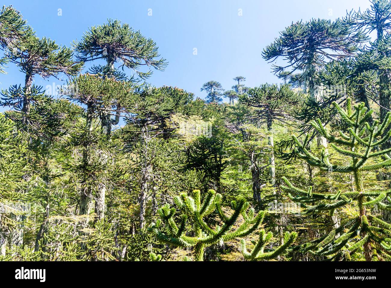 Araucaria foresta nel Parco Nazionale Herquehue, Cile. L'albero si chiama Araucaria araucana (comunemente: albero puzzle scimmia, coda di scimmia, pin cileno Foto Stock