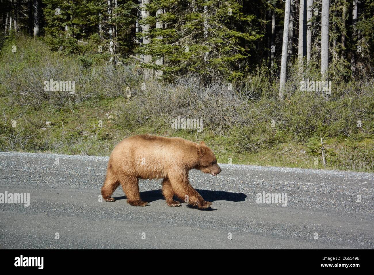 L'orso nero americano rivestito di cannella (Ursus americanus) fa una passeggiata lungo una strada di ghiaia, Spray Lakes Provincial Park, Kananaskis, Alberta, Canada Foto Stock