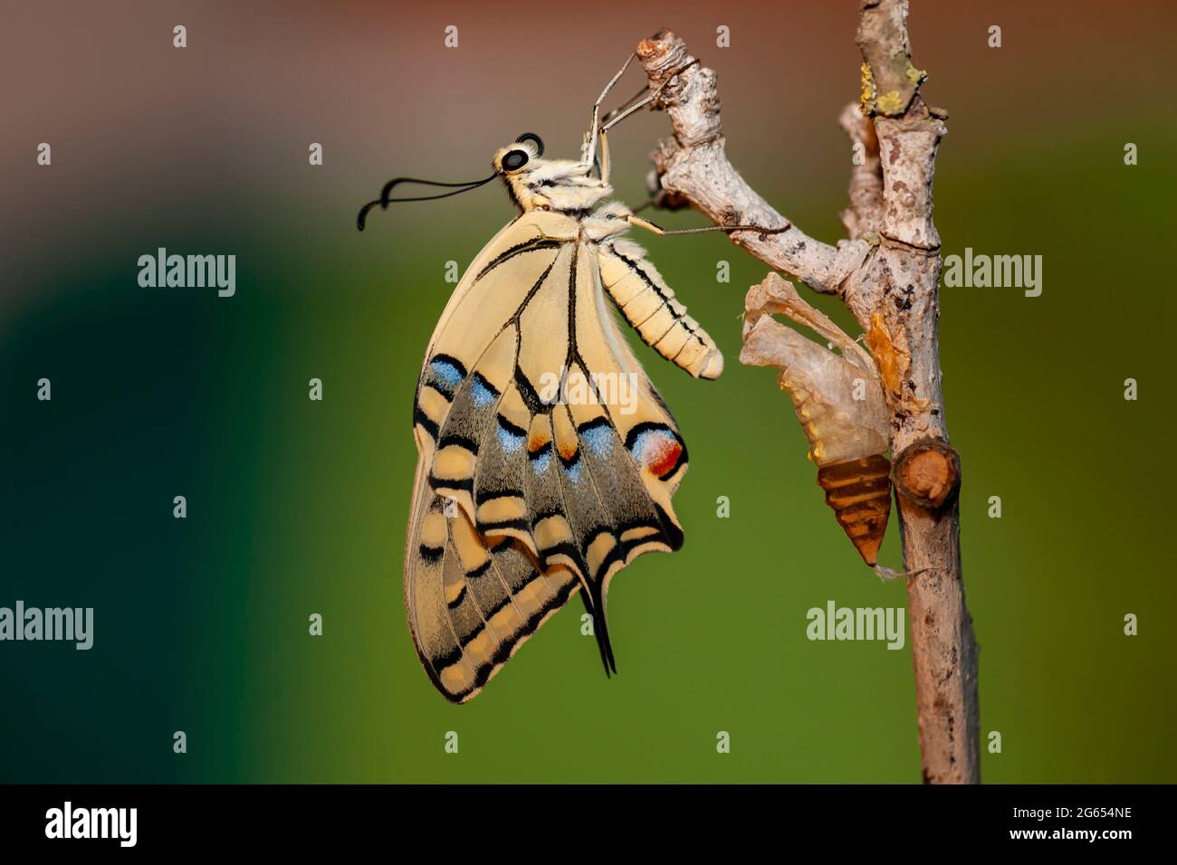 Pupa di una coda di paludine del vecchio mondo Foto Stock