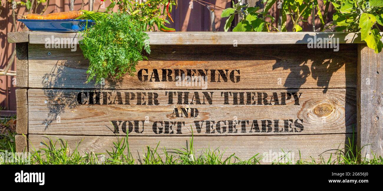 Giardinaggio più economico della terapia e si ottiene verdure dipinte su letto di verdure rialzato in giardino soleggiato, eco-terapia tornare al concetto di natura Foto Stock