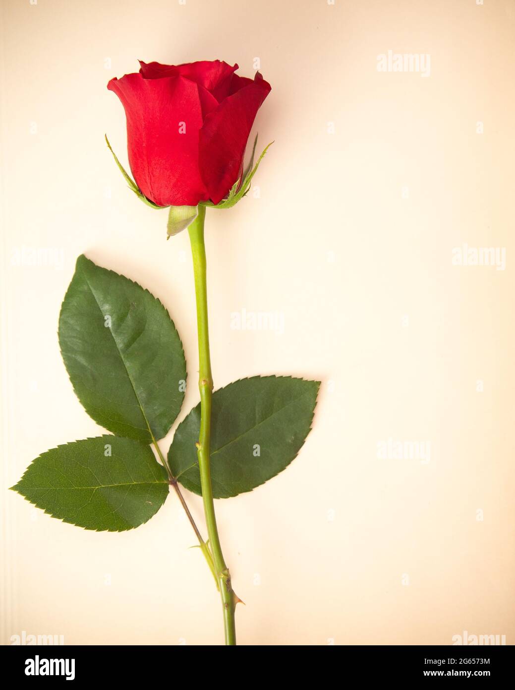 Un singolo è salito su un pezzo o Carta anticata Foto Stock