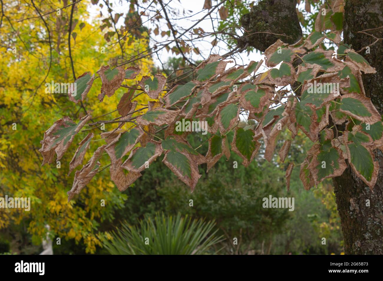 Foglie secche in giardino. Foto Stock