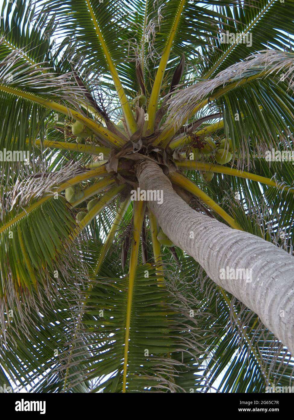 La parte inferiore di un albero di palma. Foto Stock