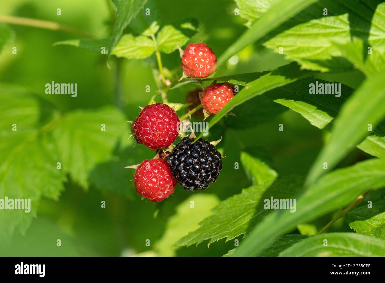 Lamponi neri selvatici (Rubus occidentalis) , Thimbleberries, lampone nero Foto Stock