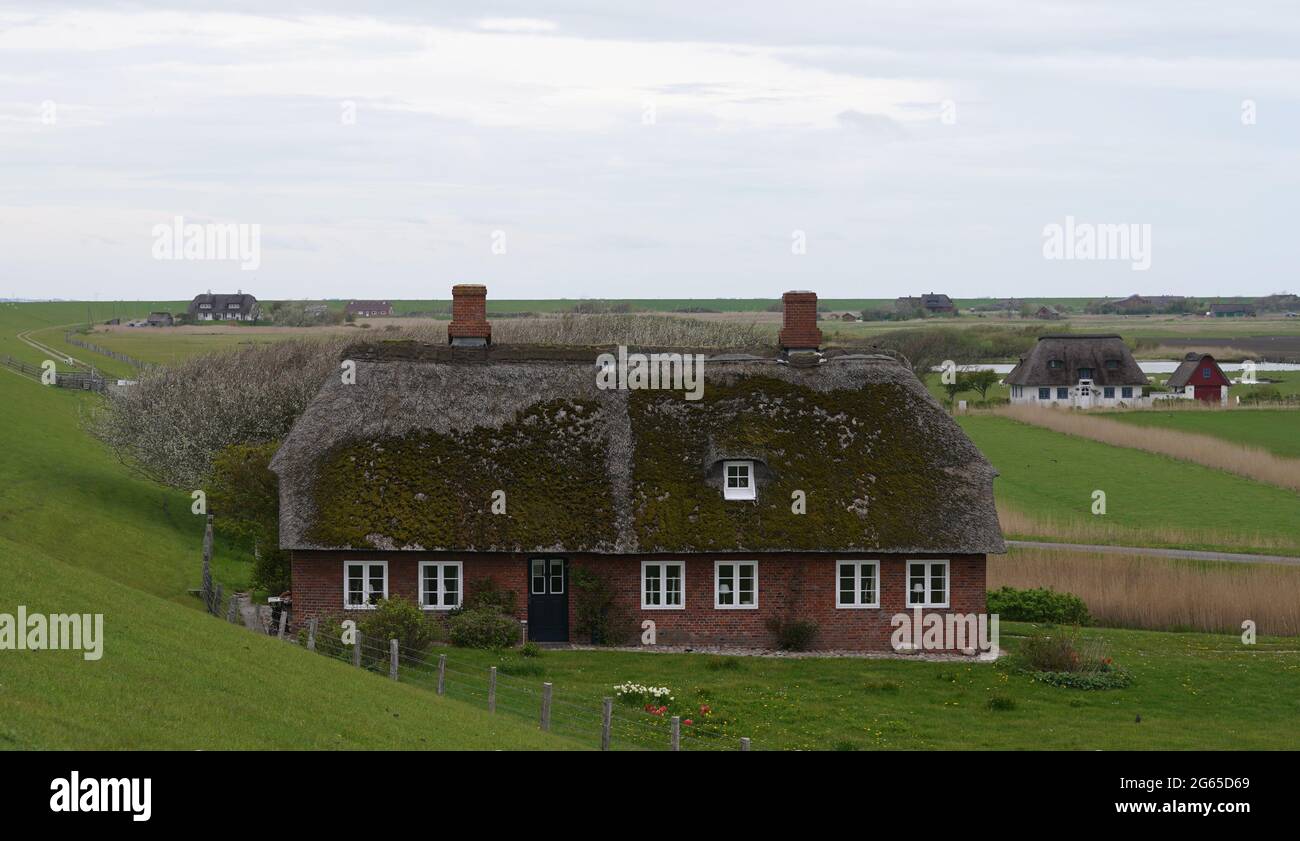 Pellworm, Germania. 11 Maggio 2021. Case con tetto in paglia sull'isola del Mare del Nord di Pellworm. L'isola verde della Frisia del Nord conduce piuttosto un'esistenza oscura rispetto alle sue sorelle Sylt, Amrum e Föhr. (A dpa 'Nessun accenno di Sylt - Pellworm all'ombra delle sue sorelle') Credit: Marcus Brandt/dpa/Alamy Live News Foto Stock