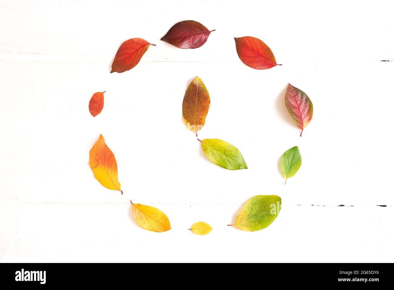 Cerchio di foglie d'autunno colorate con punti a mano alle 16 nel mezzo, layout per il design su uno sfondo bianco di legno. Foto di alta qualità Foto Stock