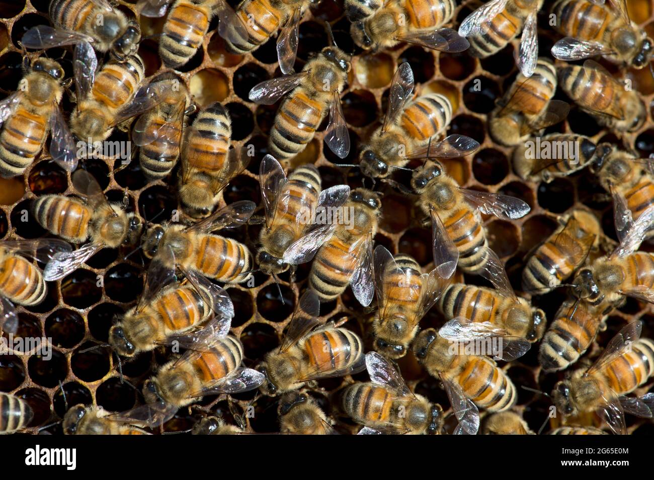 Nido d'ape (API mellifera) su telaio a nido d'ape all'interno di un alveare nell'Idaho SW. Foto Stock
