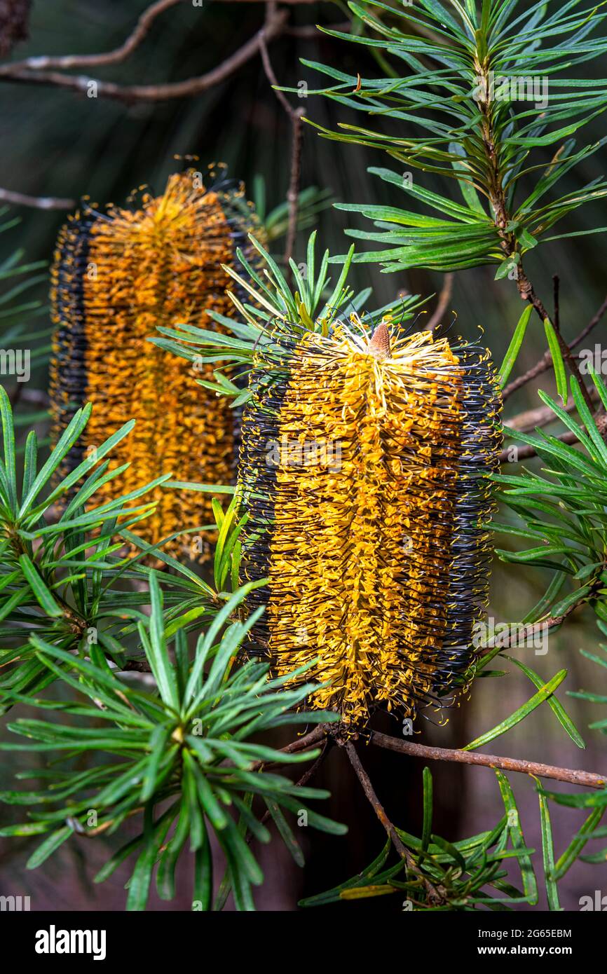 Banksia spinulosa fioritura nel Gibilterra Range National Park, NSW, Australia Foto Stock