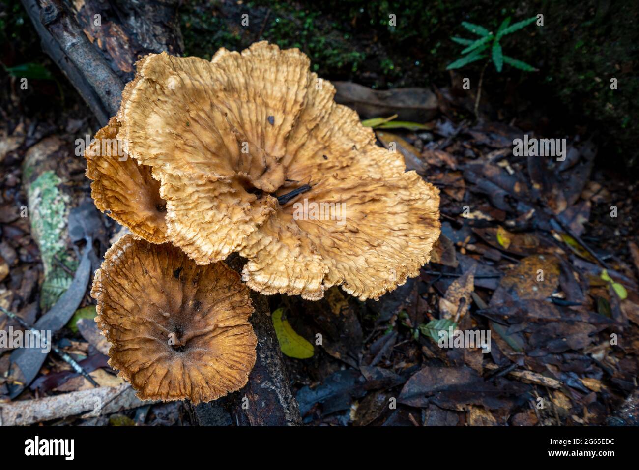 Fungo marrone che cresce sul pavimento della foresta pluviale, Washpool National Park, NSW, Australia Foto Stock