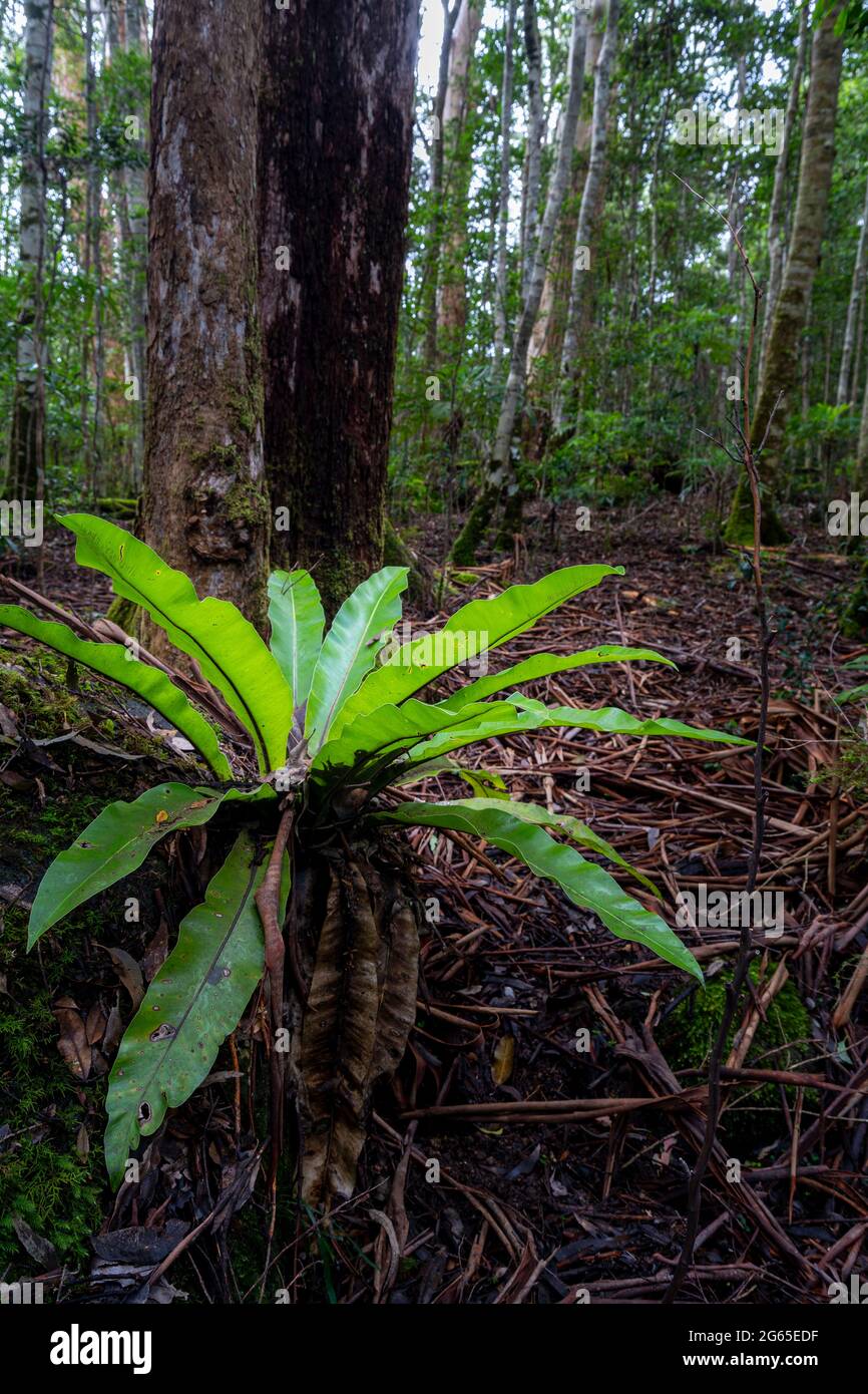 Uccelli epifitici nidificano felci che crescono nella foresta pluviale, Washpool National Park, NSW, Australia Foto Stock