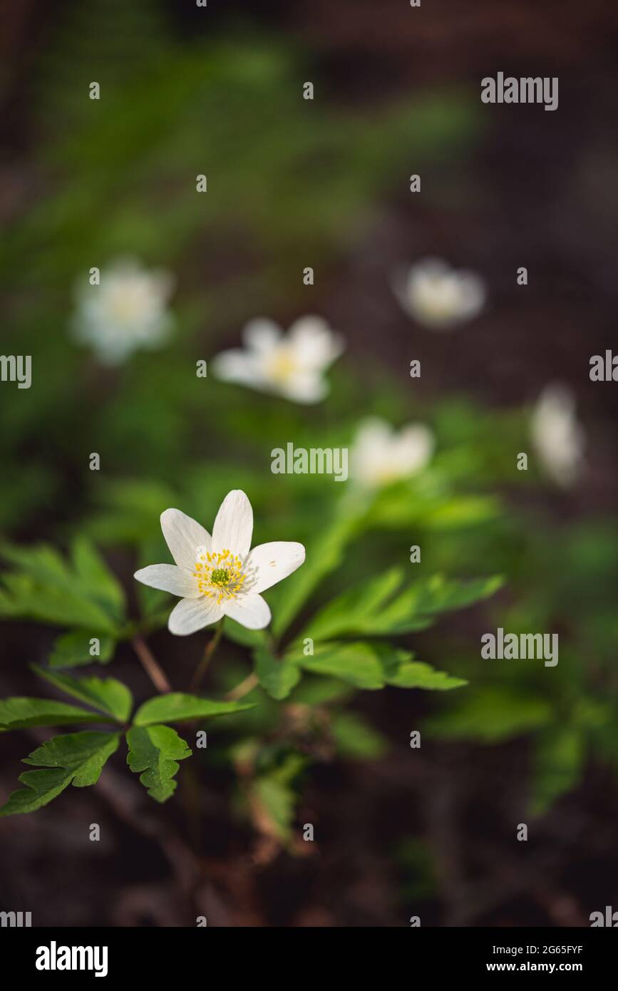 Fiori di anemone di legno (Anemonoides nemorosa) fiorente in primavera, un primo piano verticale. Foto Stock