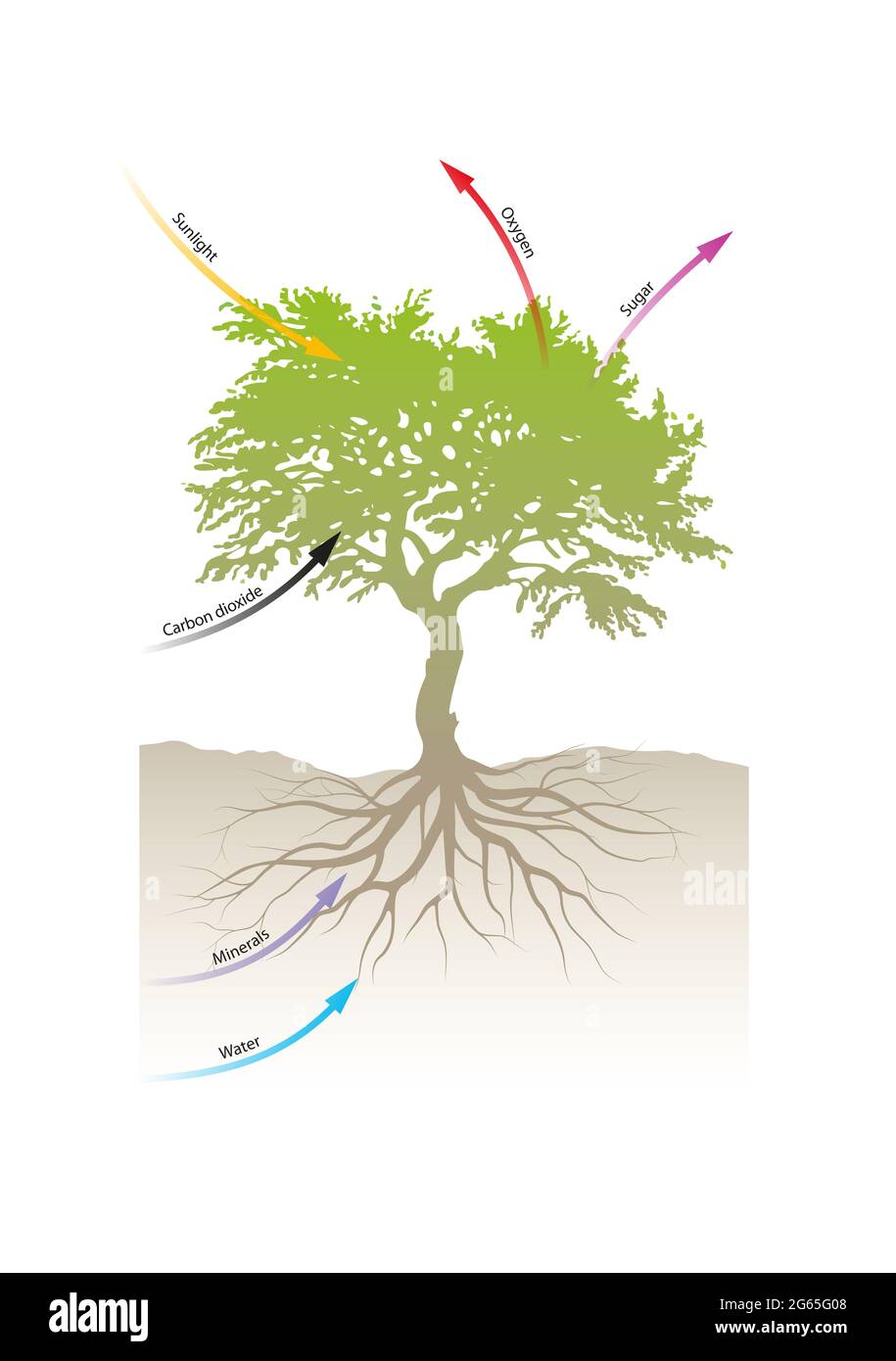 Processo di fotosintesi Foto Stock