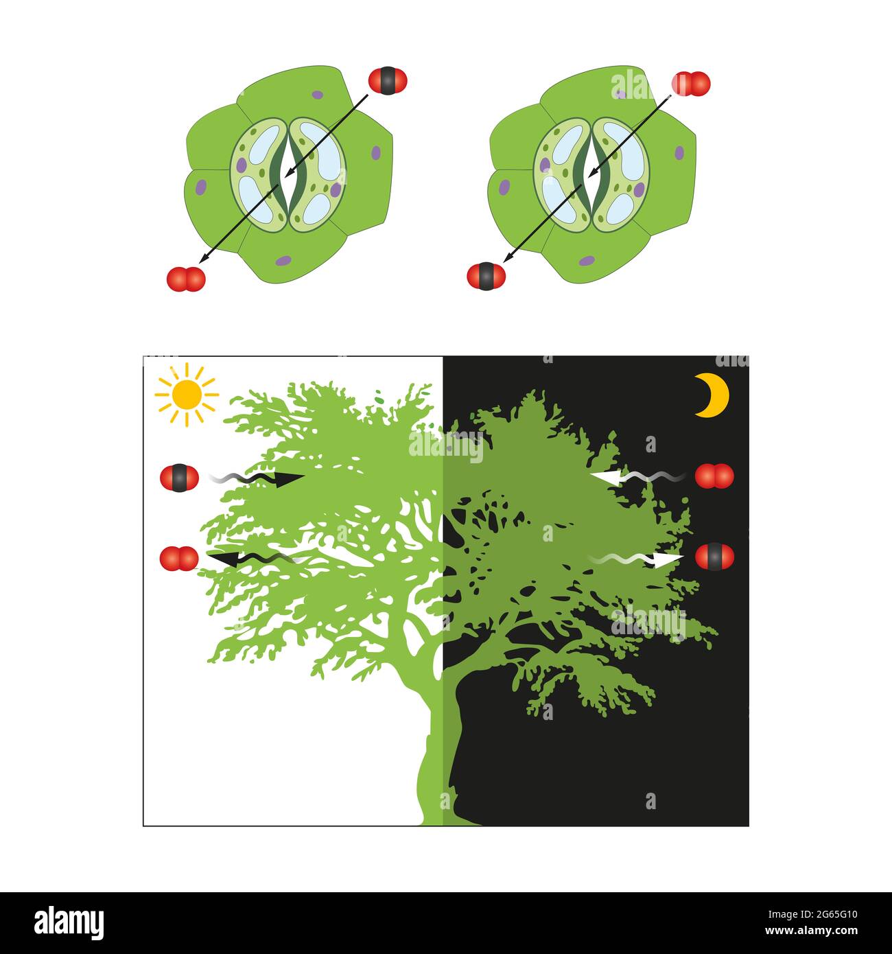 Fotosintesi di stomata fogliare. La circolazione del gas nella foglia è direttamente influenzata dall'ora del giorno Foto Stock