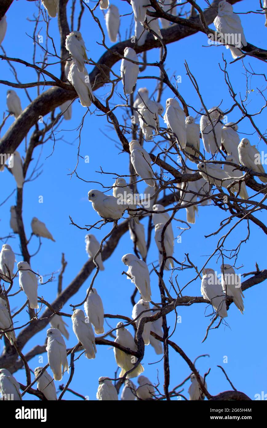 Stormi di uccelli Corella in Monto North Burnett Region Queensland Australia Foto Stock