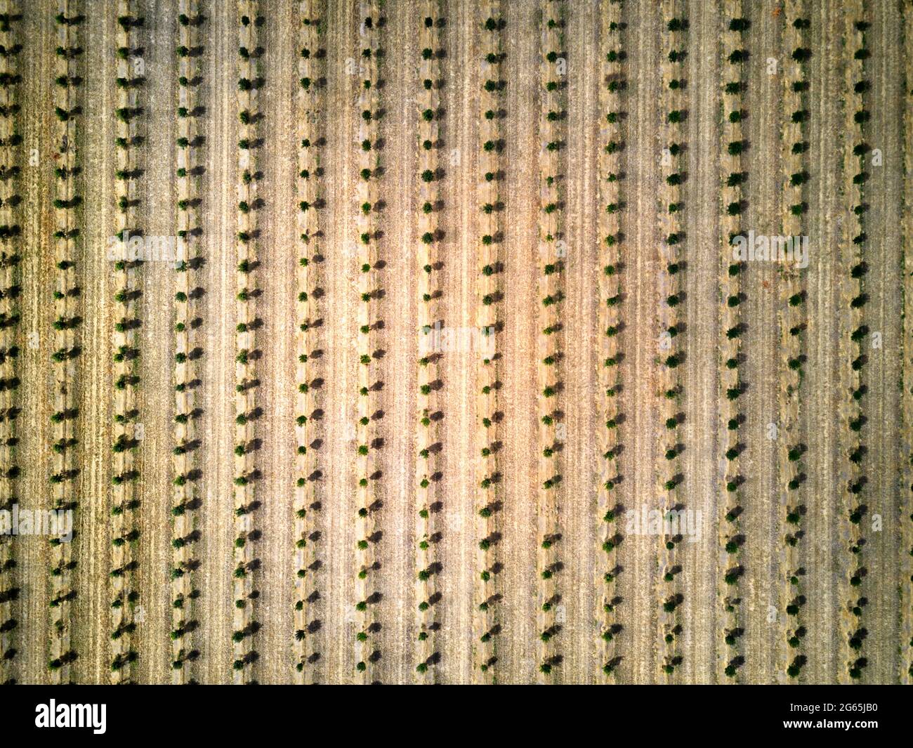Aereo della piantagione di noci di Macadamia appena piantata vicino a Gin Gin Queensland Australia. Foto Stock