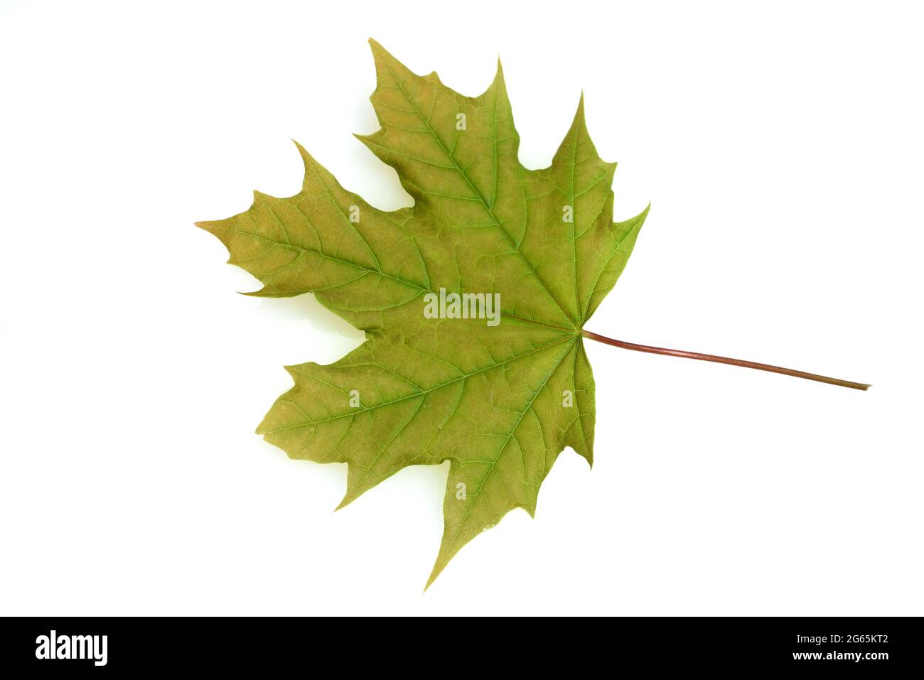 Ahorn, Acer, ist eine heimische Baumart. L'acero, Acer, è una specie di alberi autoctoni. Foto Stock