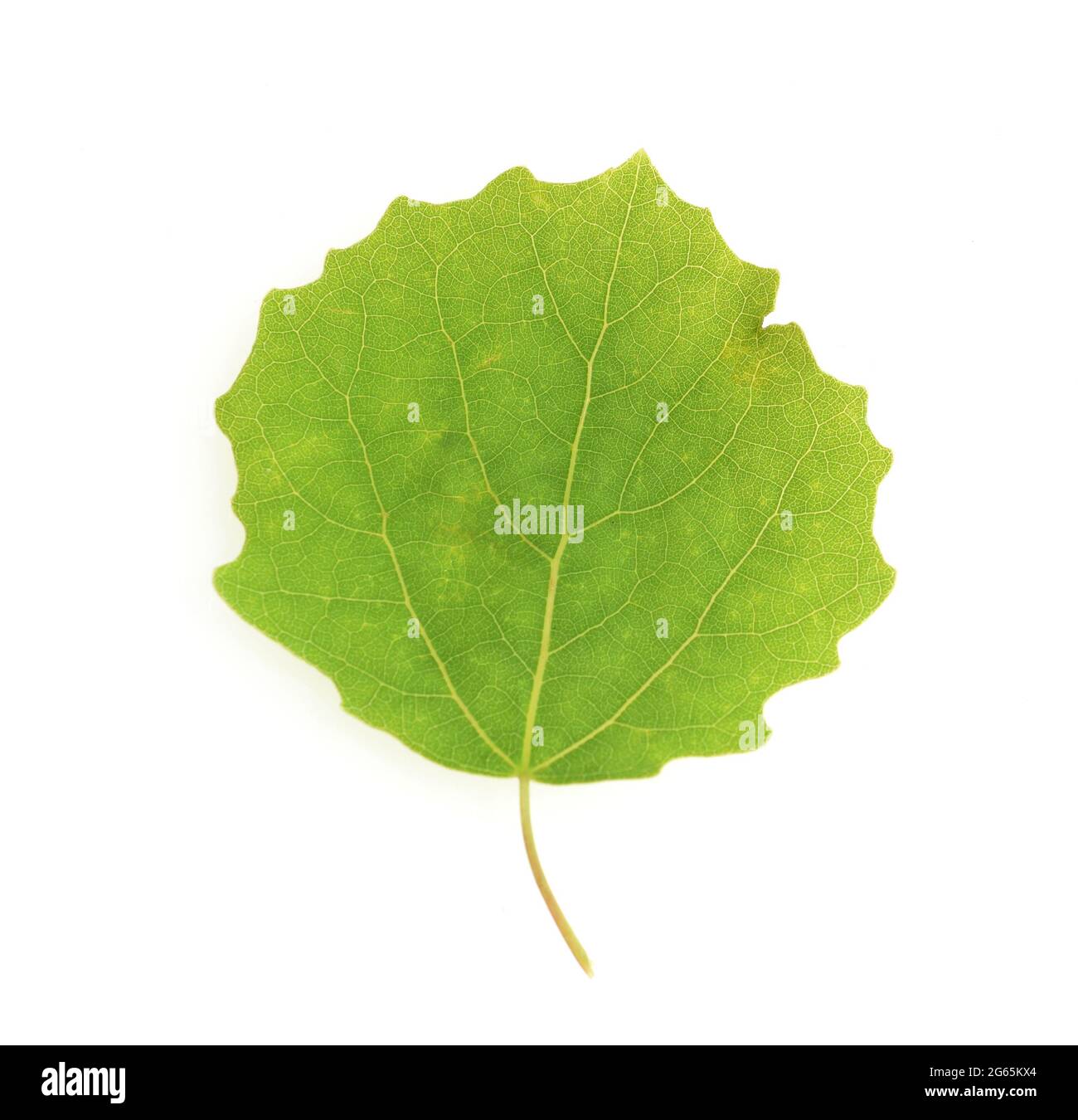 Espenblatt, Populus tremula, auch Zitterpappel genannt ist ein Laubholzgehoelz. Aspen foglia, Populus tremula, chiamato anche aspen è un legno duro. Foto Stock