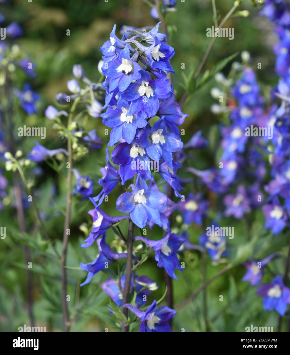Rittersporn, Delphinium elatum, ist eine schoene Staudenpflanze mit blauen Blueten. Larkspur, Delphinium Elatum, è una bella pianta perenne con b Foto Stock