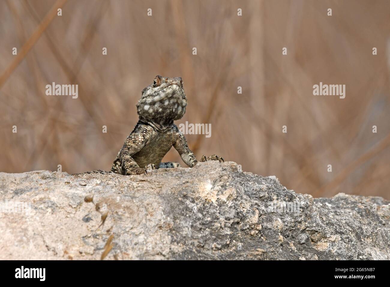 La lucertola AGAMA si guarda intorno mentre si crogiola al sole Foto Stock