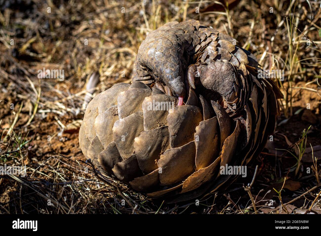 Pangolina di terra che rotola in su nell'erba nel WGR, Sudafrica. Foto Stock