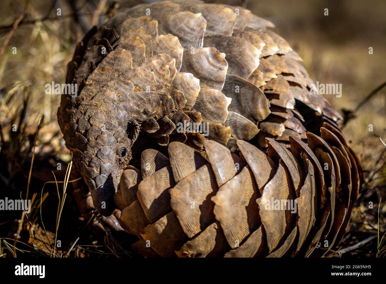 Pangolina di terra che rotola in su nell'erba nel WGR, Sudafrica. Foto Stock