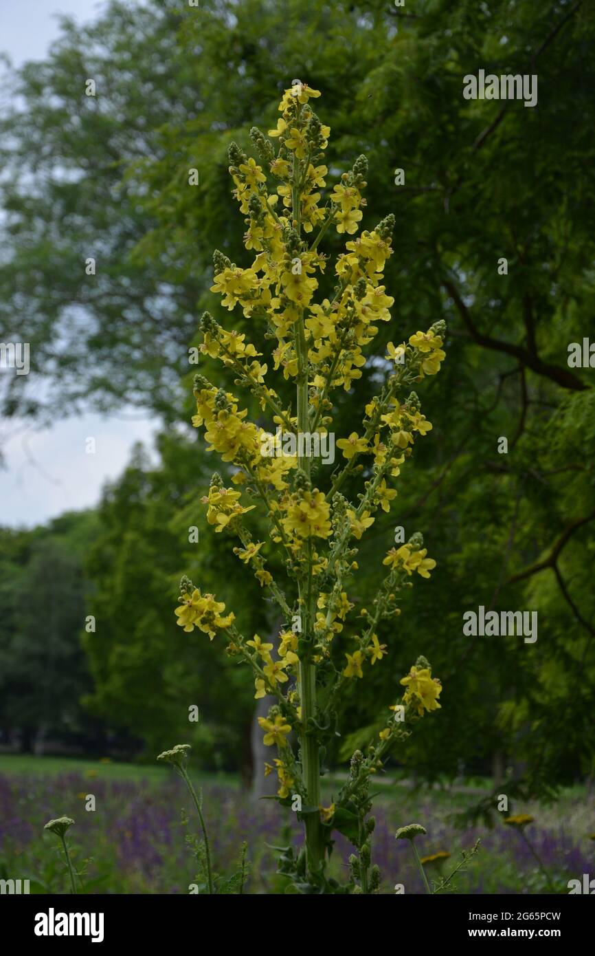 Sunbeam Elegant Tall Royal Like Yellow Flower, Cherry Hinton Hall Park Cambridge UK, puramente bella British Landscape Estate 2021 Foto Stock