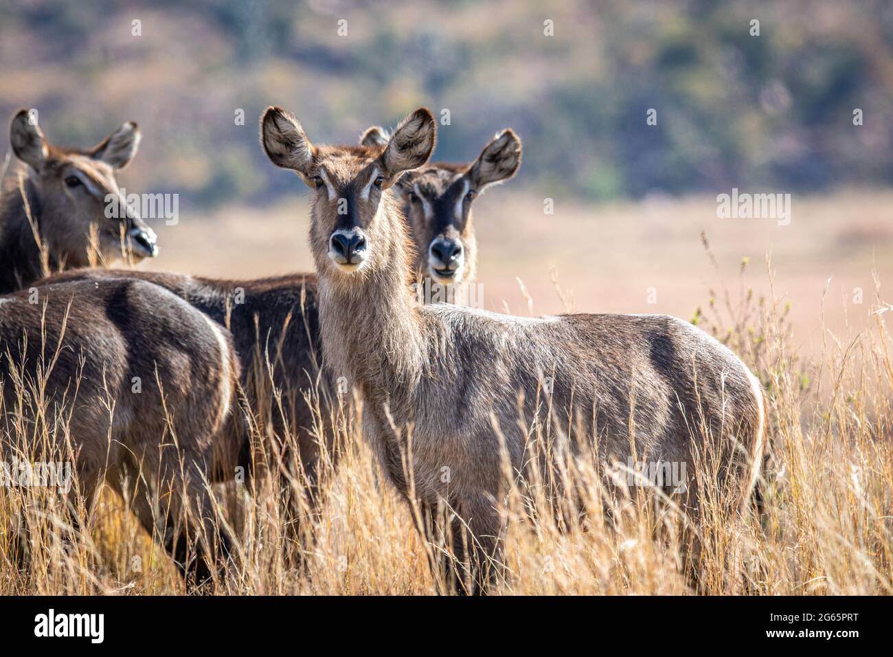 Gruppo di Waterbuck che ha interpretato la telecamera nella WGR, Sudafrica. Foto Stock