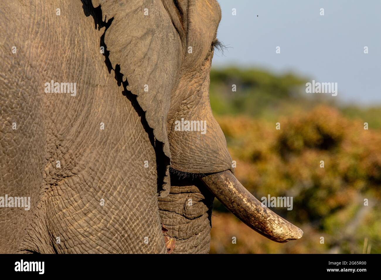 Profilo laterale di un elefante maschio nella WGR, Sudafrica. Foto Stock