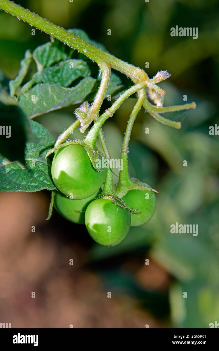 Vista da vicino su un gruppo di bacche di patate verdi circondate da foglie. Foto Stock