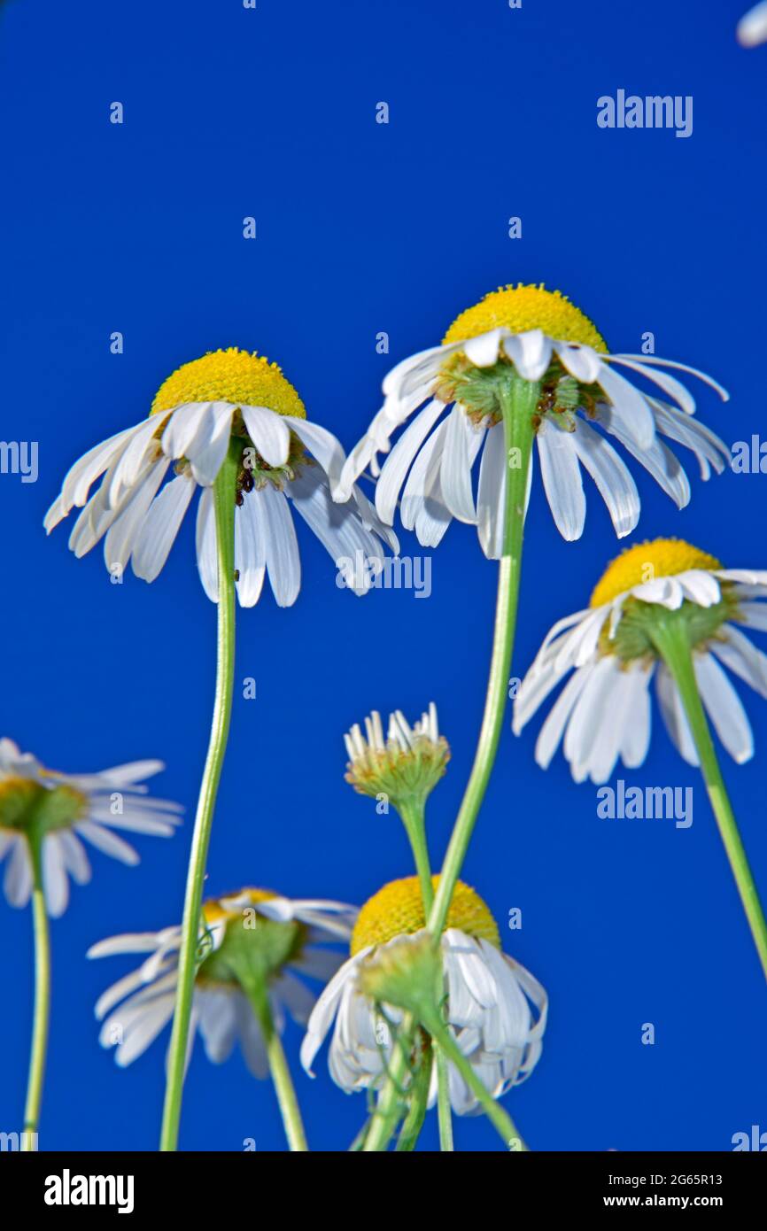 Gruppo di fiori di camomilla fioriti in vista closeup da terra prospettiva con blu brillante, cielo chiaro sfondo. Foto Stock