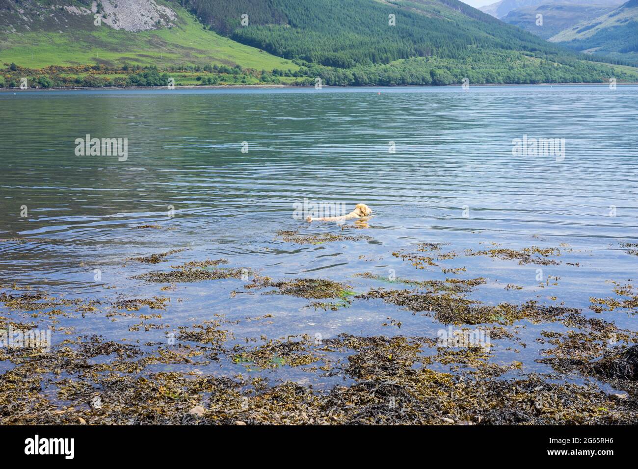 Golden Retriever nuoto a Loch Broroom, Highland Scozia, Regno Unito Foto Stock